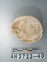 藏品(小型螺蓋製貝刮器)的圖片